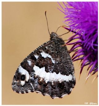 Kara Murat (Brintesia  circe)