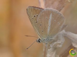 okgzl Demavend Esmeri (Polyommatus demavendi)