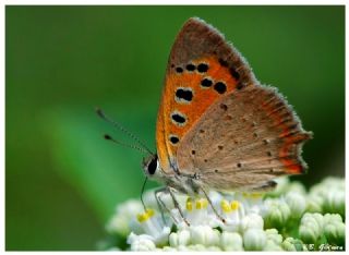 Benekli Bakr Gzeli (Lycaena phlaeas)