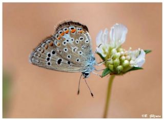 okgzl Gk Mavisi (Polyommatus bellargus)