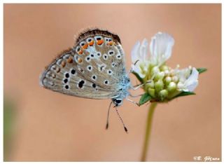 okgzl Gk Mavisi (Polyommatus bellargus)