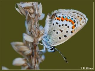Gm Lekeli Esmergz (Plebejus argus)