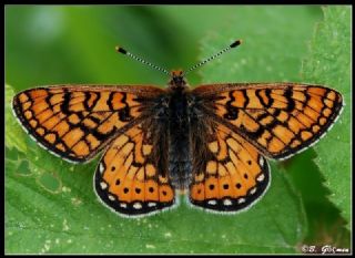 Nazuum (Euphydryas aurinia)