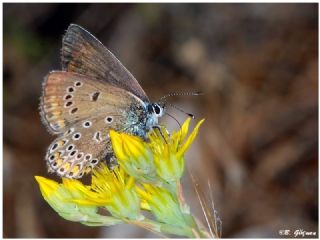 okgzl Amanda (Polyommatus amandus)