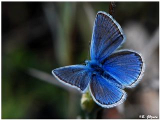 okgzl Kk Turan Mavisi (Polyommatus cornelius)