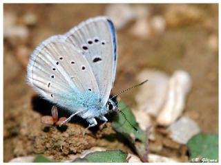 Yalanc Lacivert Anadolu okgzls (Polyommatus pseudactis)