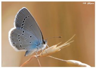 Minik Kupid (Cupido minimus)