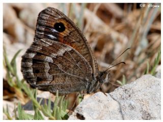 Beyaz Damarl Pirireis (Satyrus amasinus)