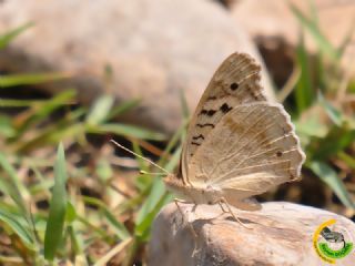 Dicle Gzeli (Junonia orithya)