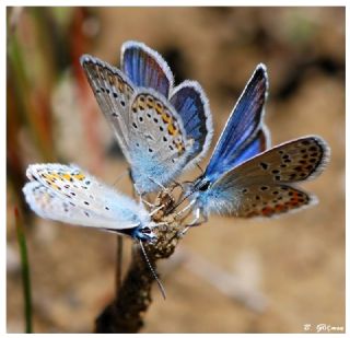 das Mavisi, Esmergz (Plebejus idas)