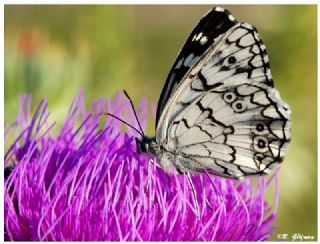 Anadolu Melikesi (Melanargia larissa)