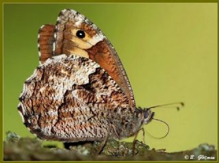 Byk Karamelek (Hipparchia syriaca)