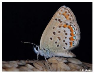 Gm Lekeli Esmergz (Plebejus argus)