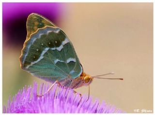 Bahadr (Argynnis pandora)