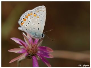 okgzl Mavi (Polyommatus icarus)