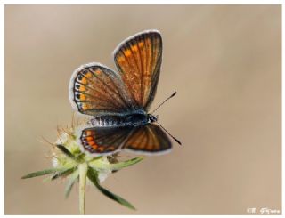 okgzl Mavi (Polyommatus icarus)