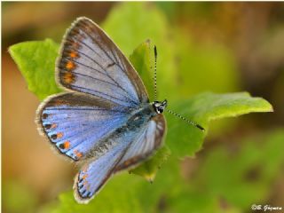 okgzl Mavi (Polyommatus icarus)