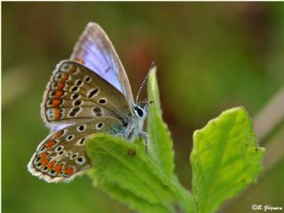 okgzl Mavi (Polyommatus icarus)