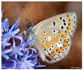 okgzl Balkan Mavisi (Aricia anteros )