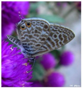 Mavi Zebra (Leptotes pirithous)