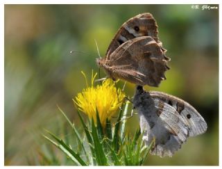 Cad (Chazara briseis)