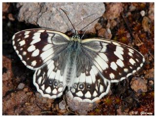 Anadolu Melikesi (Melanargia larissa)