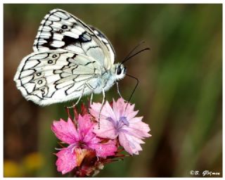 Anadolu Melikesi (Melanargia larissa)