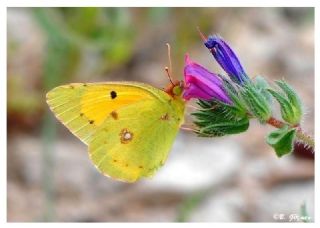 Sar Azamet (Colias croceus)