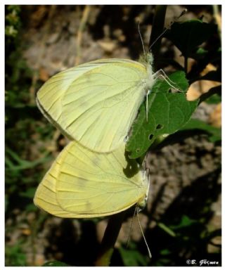 Kk Beyazmelek (Pieris rapae)