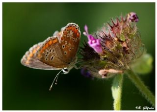 okgzl Esmer (Aricia agestis)
