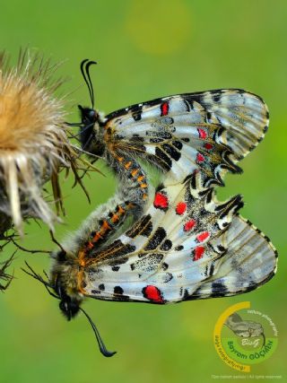 Orman Fistosu (Allancastria  cerisyi)