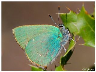 Zmrt (Callophrys rubi)