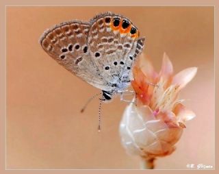 Mcevher Kelebei (Chilades trochylus)