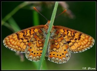 Nazuum (Euphydryas aurinia)