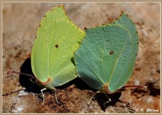 Anadolu Orakkanad (Gonepteryx farinosa)