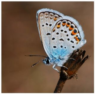 Gm Lekeli Esmergz (Plebejus argus)
