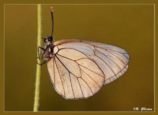 Al Beyaz (Aporia crataegi)