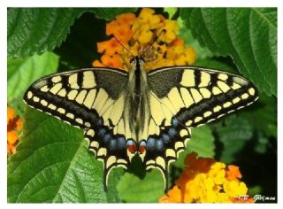 Krlangkuyruk (Papilio machaon)