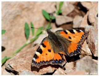Aglais (Inachis urticae)
