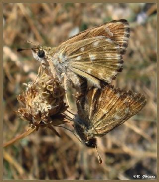 Hatmi Zpzp (Carcharodus alceae)