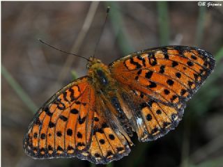 Byk nci (Fabriciana adippe)