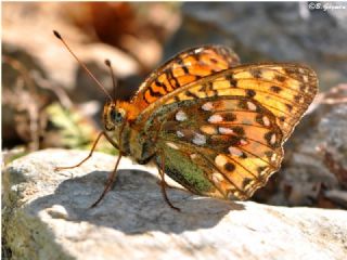 Gzel nci (Argynnis aglaja)