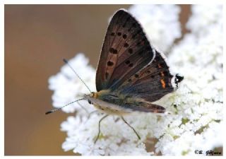 sli Bakr Gzeli (Lycaena tityrus)