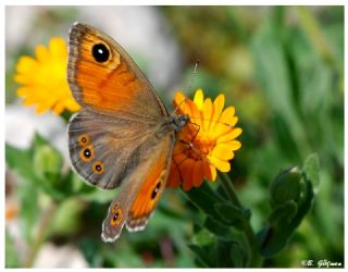 Esmerboncuk (Lasiommata maera)
