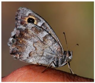 Aa Karamelei (Hipparchia statilinus)