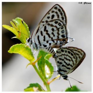 Balkan Kaplan (Tarucus balkanicus)