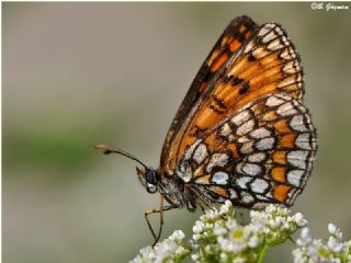 Amannisa (Melitaea athalia)