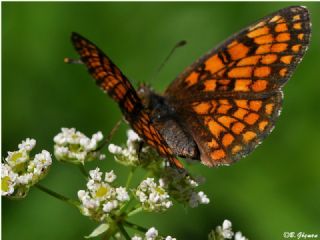 Amannisa (Melitaea athalia)