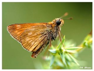 Orman Zpzp (Ochlodes sylvanus)