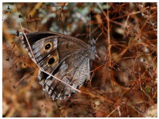 Aa Karamelei (Hipparchia statilinus)